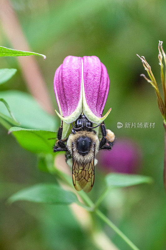 大黄蜂，(灰熊蜂)，波登，(铁线莲)。