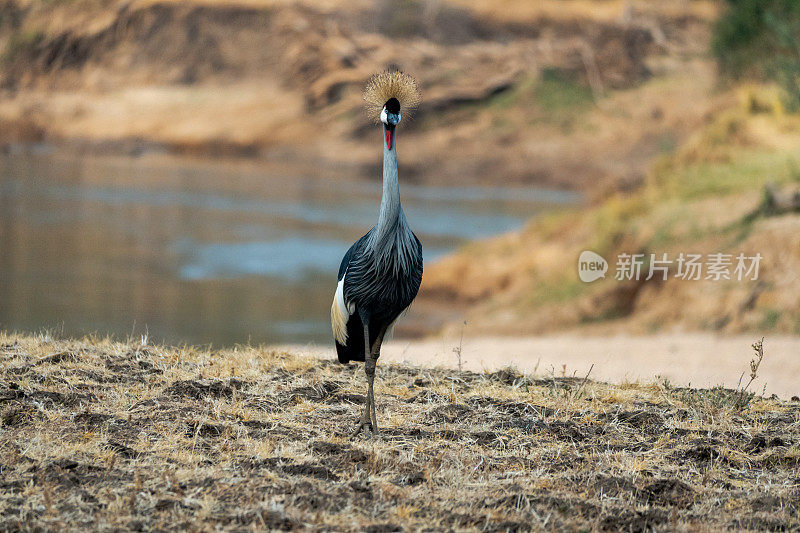 一只奇妙的灰冠鹤在非洲河岸边的特写镜头
