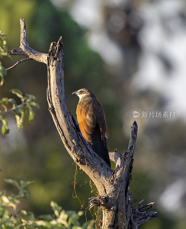 塞内加尔Coucal