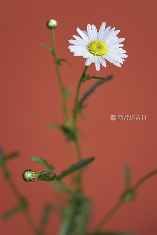 牛眼雏菊的抽象照片