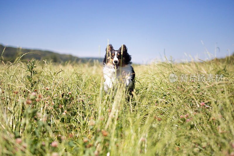 谢德兰牧羊犬跑过草地