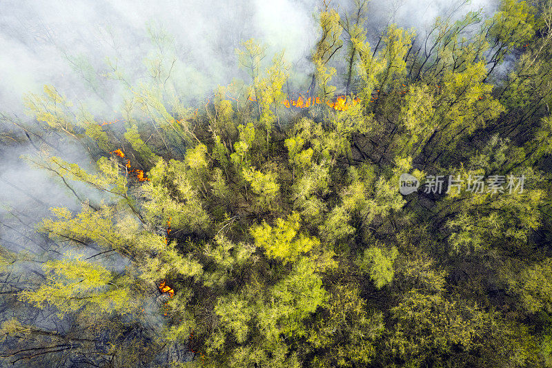 空旷的森林中燃起熊熊大火。大火在统一战线蔓延，燃烧的地方浓烟滚滚。从上面看，垂直从上到下。自然灾害
