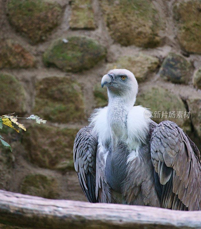 一只灰色秃鹫的肖像。大鸟，羽毛灰白色。拾荒者从非洲