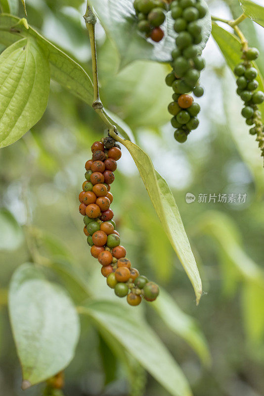 特写黑胡椒植物