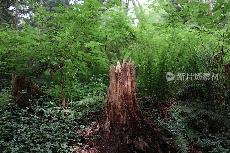 树桩和茂盛的叶子在西南不列颠哥伦比亚省，加拿大