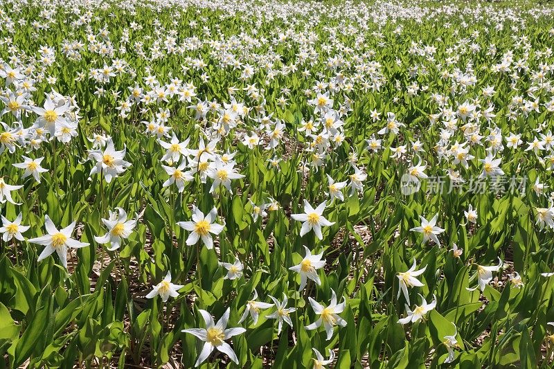 雪崩百合花田