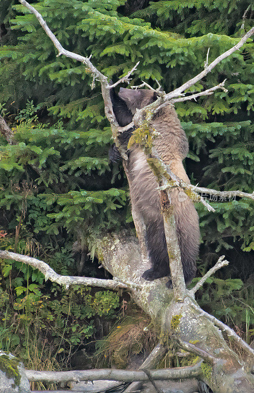阿拉斯加棕熊幼崽被树上的小鸟迷住了