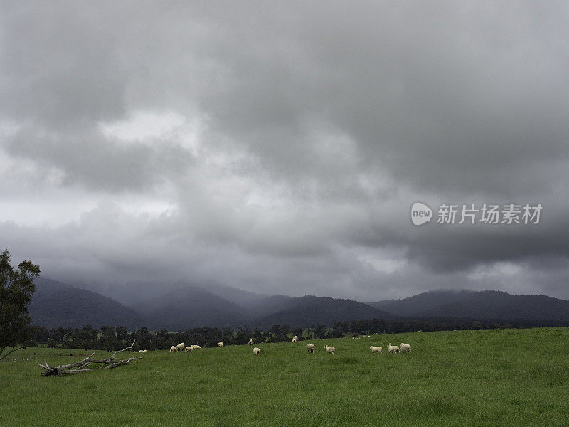 连绵的青山，羊群和乌云