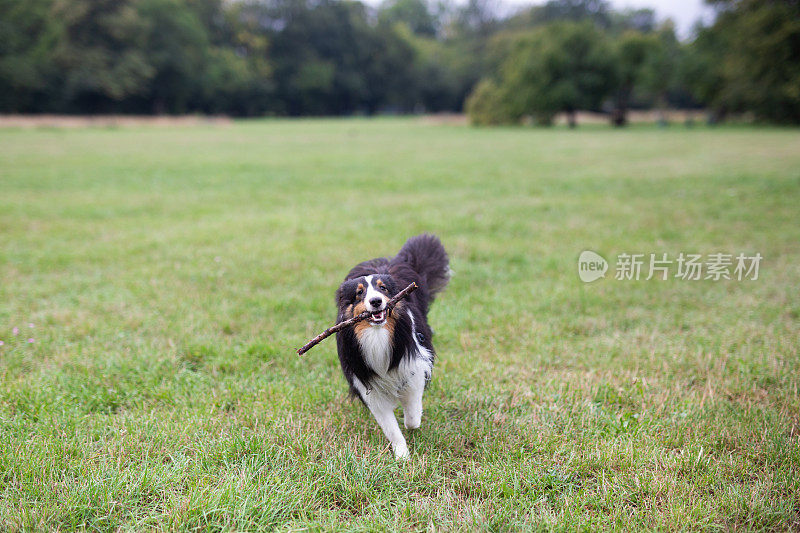 公园里的设得兰牧羊犬