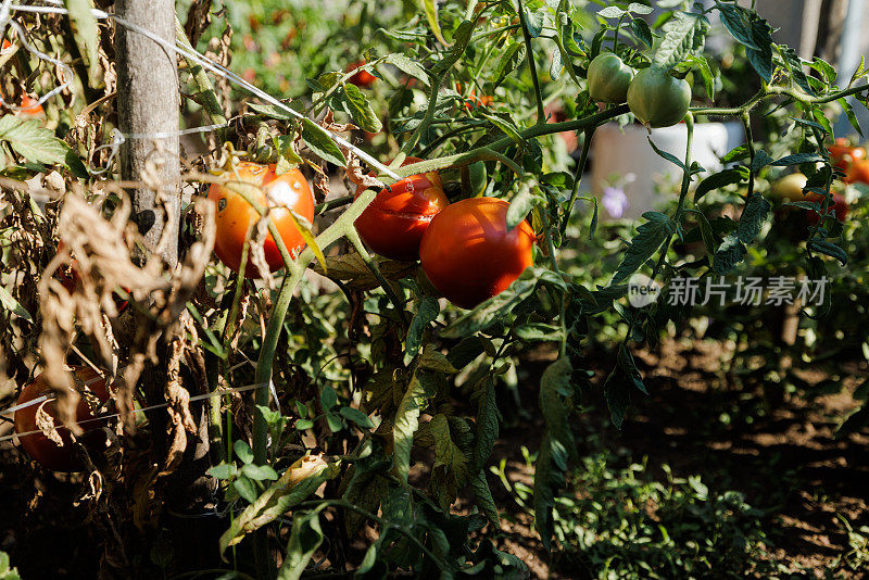 菜园里自家种植的有机番茄