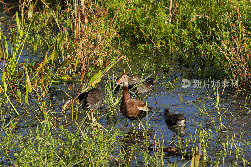 湿地里的黑腹吹口哨的鸭子，一只站着，一只划水