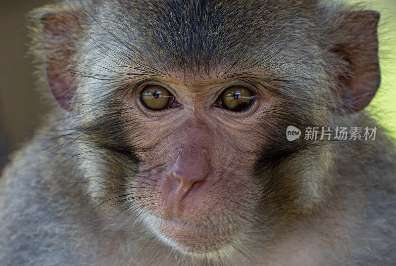 野生猪尾猕猴东南亚越南岘港的热带天堂