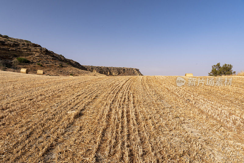 弯曲的谷物作物线在收获的田地和平顶小山