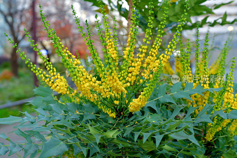 黄花植物野外特写