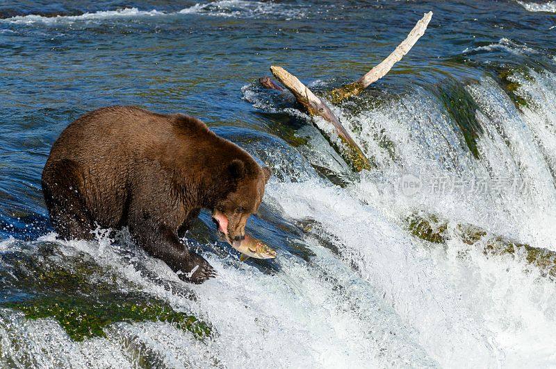 在一个阳光明媚的日子里，一只灰熊在流动的河流上咬鱼