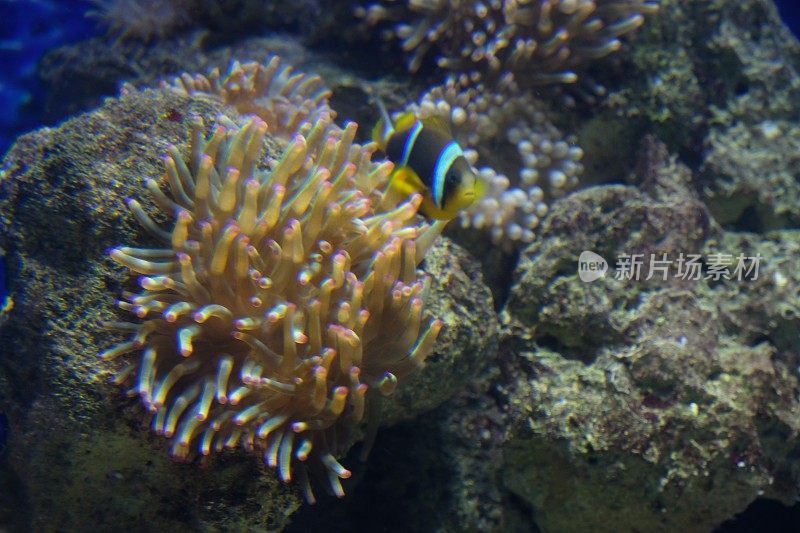 红海水下珊瑚礁