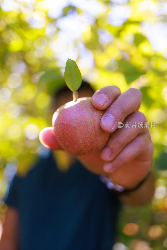 摘苹果-在苹果园里拿着苹果的人-向镜头展示苹果