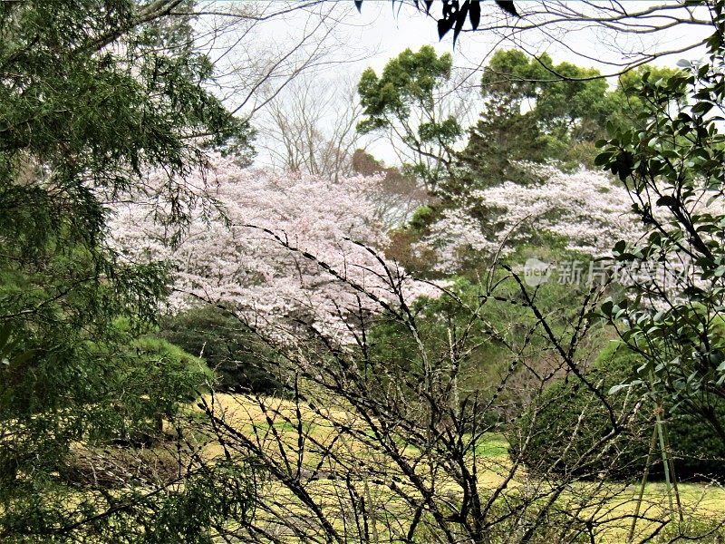 日本。三月底。白色和绿色。公园里的樱花。