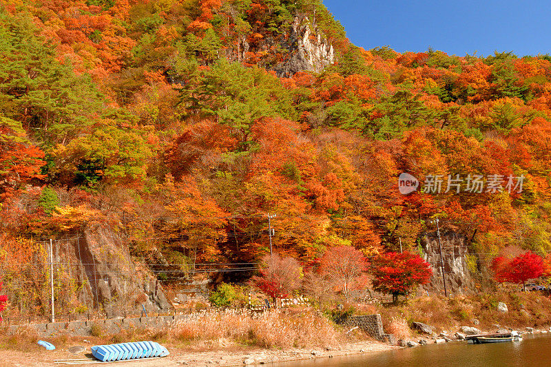 富士五湖地区秋叶的颜色