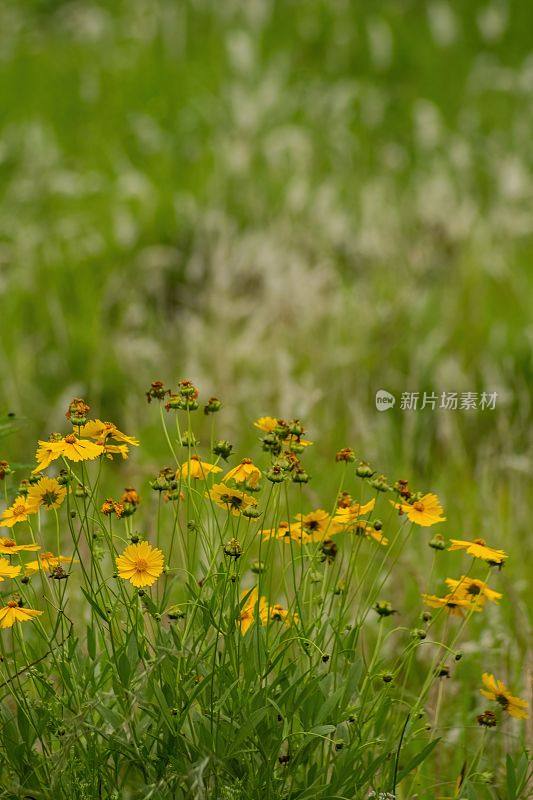 在一个阳光明媚的日子里，中国四川，青龙湖公园里盛开的黄色野花