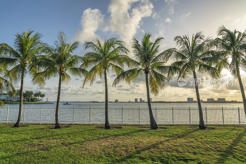 在佛罗里达州迈阿密湾，一排椰子树在海滨的栅栏屏障附近