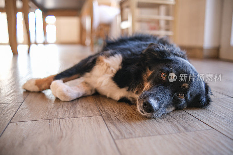 有趣的牧羊犬享受阳光灿烂的一天