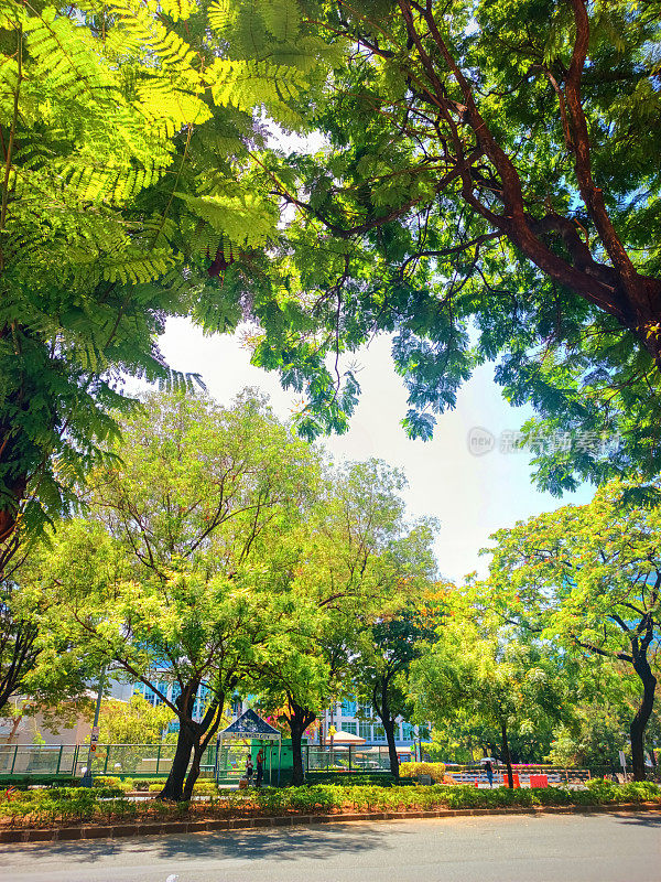 阿拉邦城市公路沿线的树木。