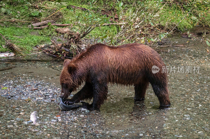 灰熊捕食鲑鱼