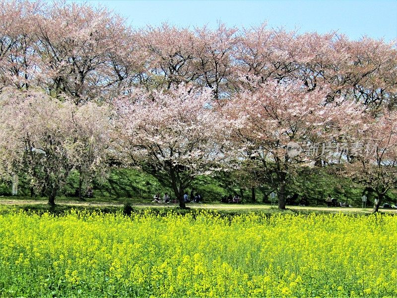 日本。四月初。油菜籽田和樱花盛开的樱花树。