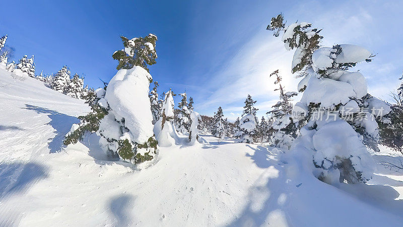 积雪覆盖的树木在原始的雪山森林景观