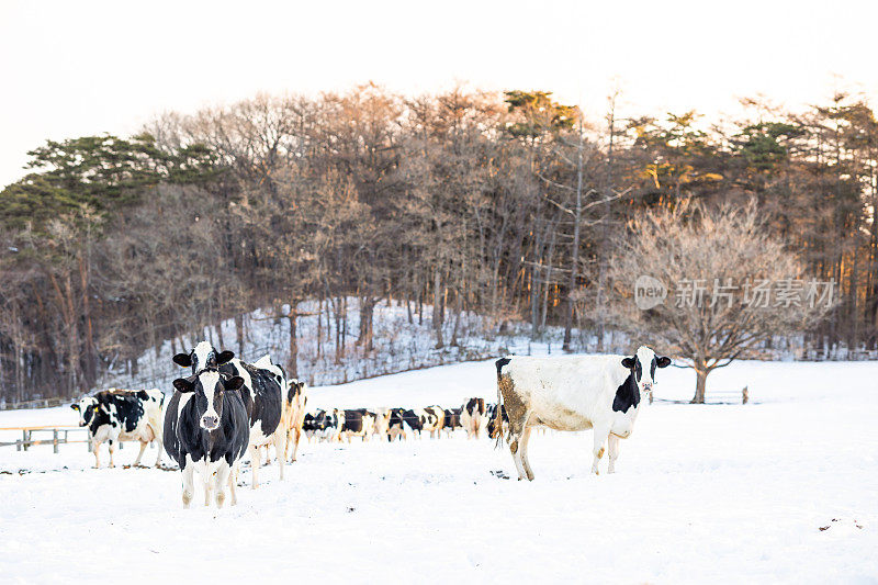 奶牛场的奶牛在广阔的雪场上漫步