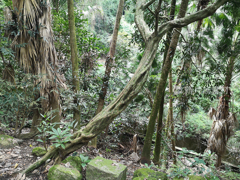 香港龙虎山郊野径