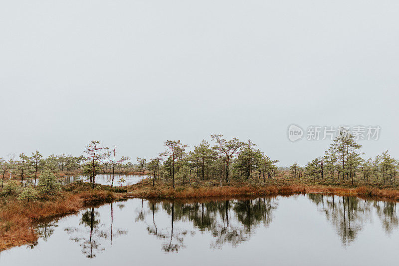 欧洲沼泽湖附近雾蒙蒙的早晨