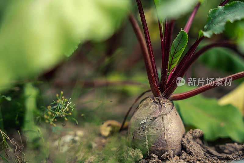 地上的甜菜特写