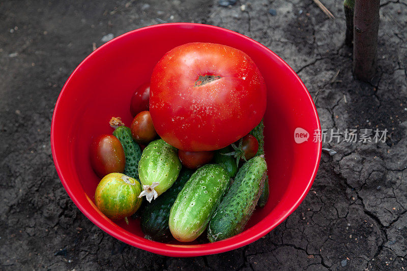 黄瓜和西红柿装在红色塑料盘子里
