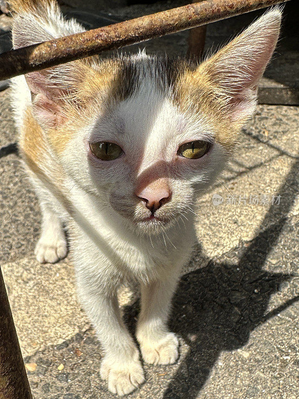 特写图像好奇的小猫站在金属条下阳光铺地板，年轻的猫看着相机显示眼睛，耳朵和胡须，重点在前景