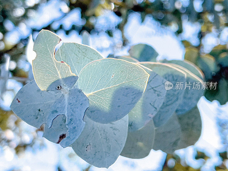 蓝色口香糖叶子特写