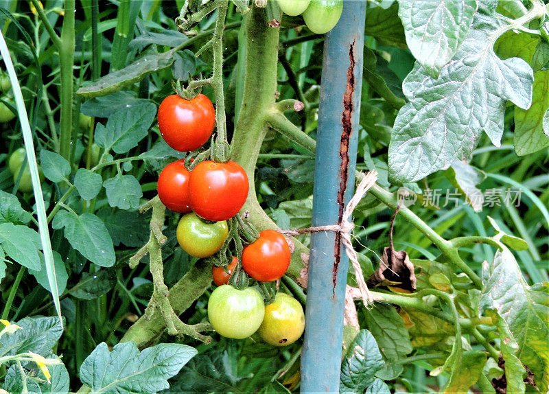 日本。7月。小番茄在花园里成熟了。
