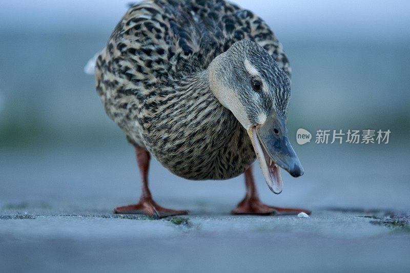 吃鸭特写