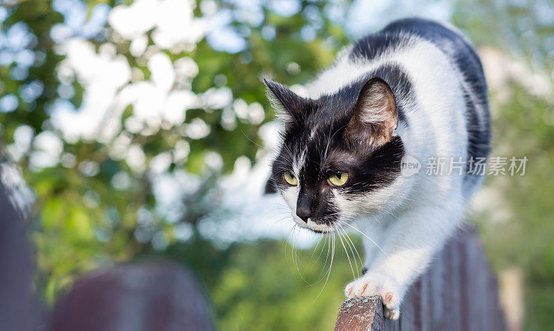 一只黑白斑点的猫沿着旧木栅栏走着，跟踪猎物
