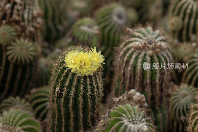 仙人掌植物与美丽的花朵自然库存照片