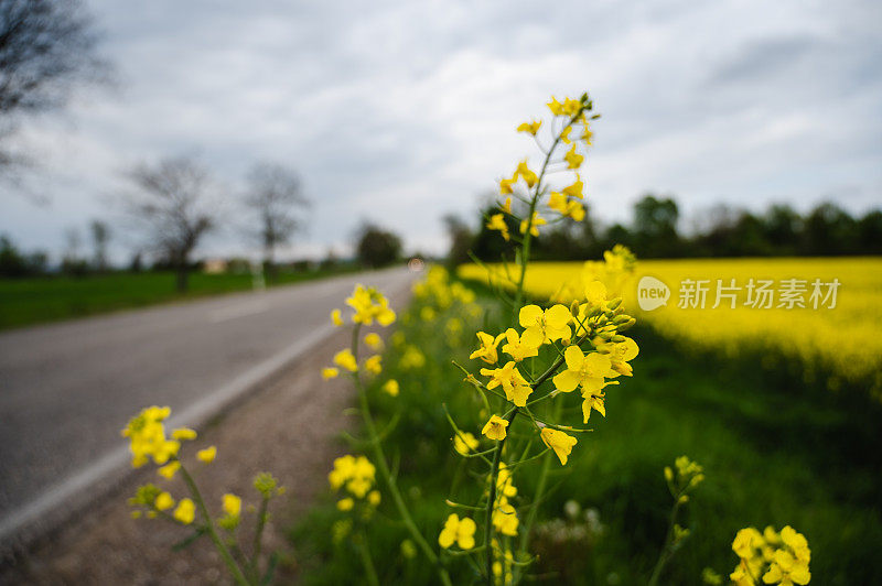 欧洲的黄色油菜籽田和道路