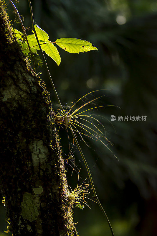 背光毒葛和附生空气植物的树皮