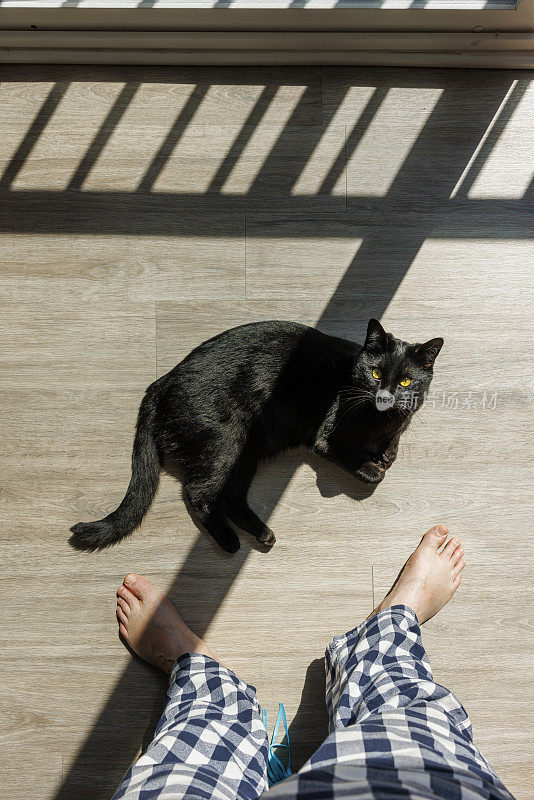 猫咪日光浴和与宠物的晨间活动:黑猫在阳台上无法辨认的人腿旁享受阳光。俯视图，老板在开枪，第一人称
