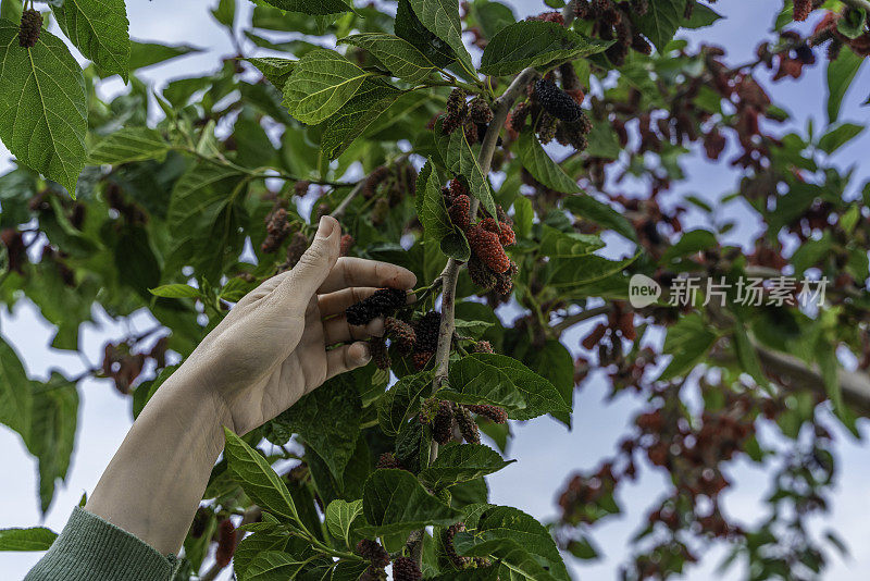 人类用手从桑树上采摘果实的图像