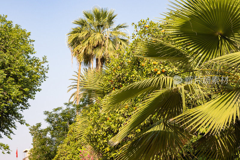 摩洛哥马拉喀什的棕榈树