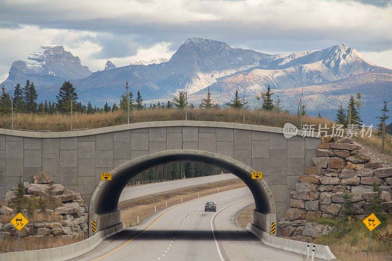 夏季，加拿大亚伯达省横越加拿大高速公路上的野生动物桥