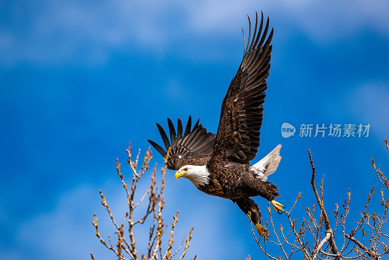 在美国中部的北美洲内布拉斯加州，一只秃鹰从树顶跃起