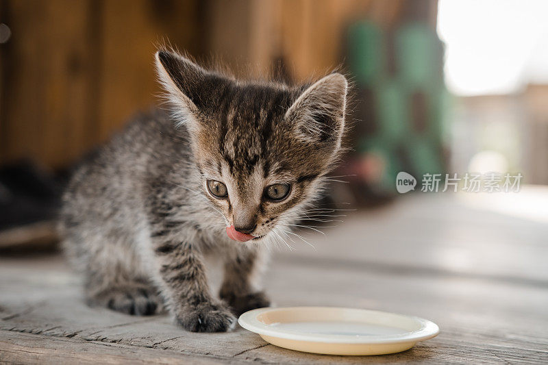 无家可归的小猫从碟子里喝牛奶。照顾流浪动物。