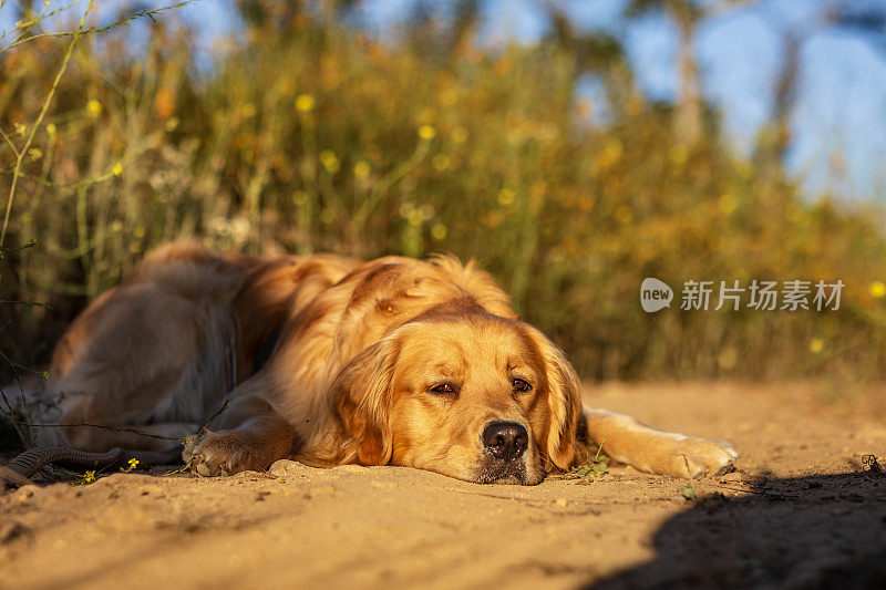 金毛猎犬在温暖的午后阳光下躺在草地上的照片